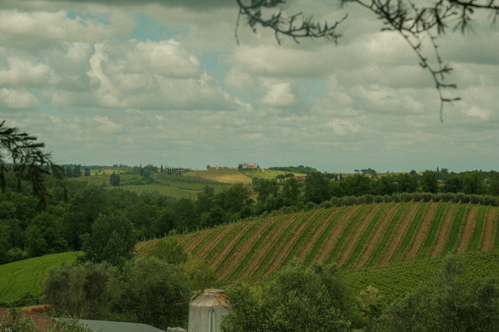 a view of a lush green countryside with trees